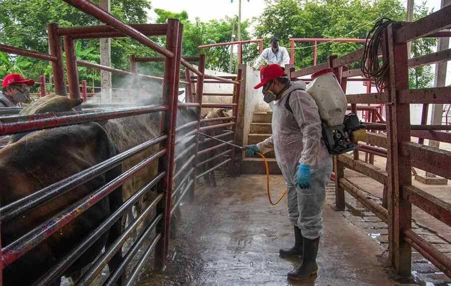 SOLO DOS ESTADOS DE MÉXICO ESTÁN LIBRES DE GUSANO BARRENADOR