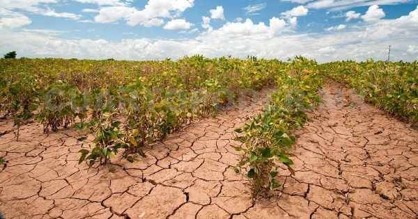 SEQUÍA DEJA AL BORDE DE LA QUIEBRA A 10 MIL CAMPESINOS EN CHIAPAS