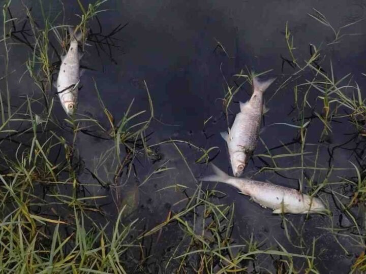 NEPAL PIDE NO COMER PECES ARRASTRADOS POR LA RIADA ANTE RIESGOS DE CONTAMINACIÓN
