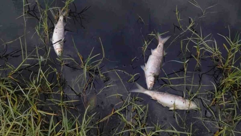 NEPAL PIDE NO COMER PECES ARRASTRADOS POR LA RIADA ANTE RIESGOS DE CONTAMINACIÓN