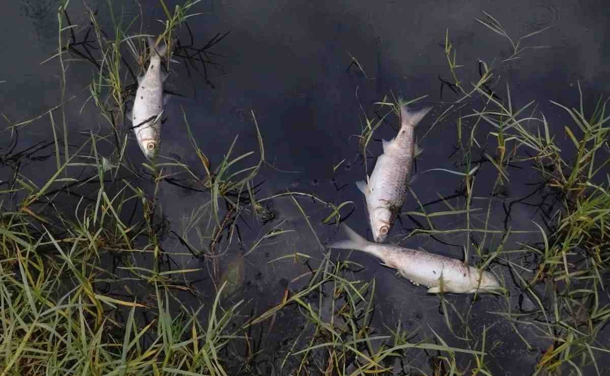 NEPAL PIDE NO COMER PECES ARRASTRADOS POR LA RIADA ANTE RIESGOS DE CONTAMINACIÓN