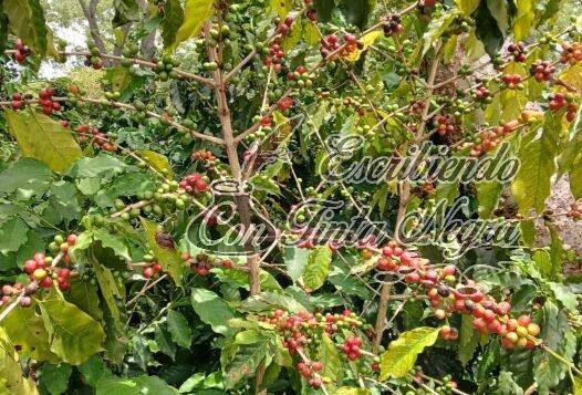 SE ADELANTA COSECHA DE CAFÉ, PERO FINCAS ESTÁN AGOTADAS