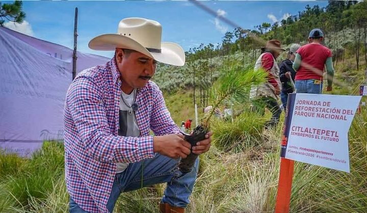 EMPRENDEN CAMPAÑA DE REFORESTACIÓN EN EL PICO DE ORIZABA