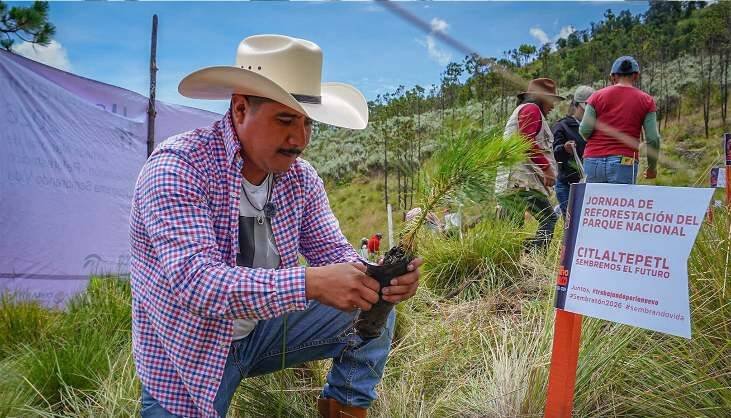EMPRENDEN CAMPAÑA DE REFORESTACIÓN EN EL PICO DE ORIZABA