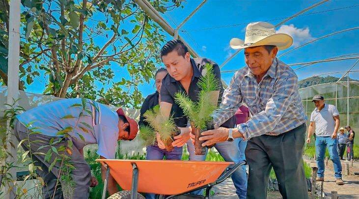 AYUNTAMIENTO DE CALCAHUALCO ENTREGA MÁS DE 12 MIL PINOS