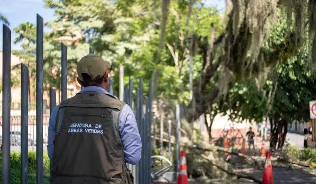 RETIRAN ÁRBOLES DE PARQUES; ESTABAN INVADIDOS POR PLAGAS
