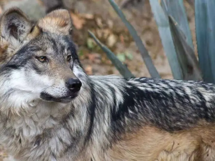 TRUMP BUSCA ELIMINAR PROTECCIÓN AL LOBO MEXICANO, ESPECIE EN PELIGRO DE EXTINCIÓN