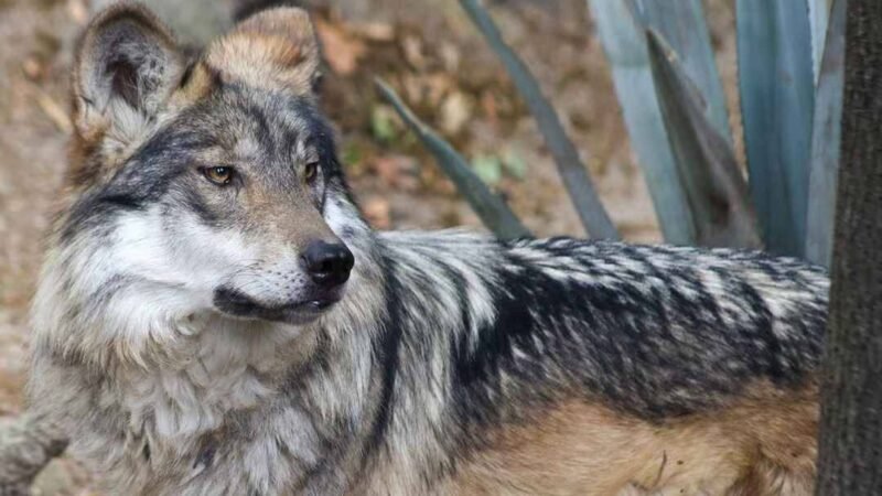 TRUMP BUSCA ELIMINAR PROTECCIÓN AL LOBO MEXICANO, ESPECIE EN PELIGRO DE EXTINCIÓN