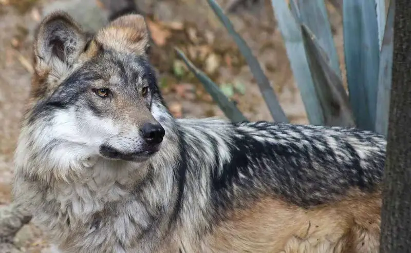 TRUMP BUSCA ELIMINAR PROTECCIÓN AL LOBO MEXICANO, ESPECIE EN PELIGRO DE EXTINCIÓN