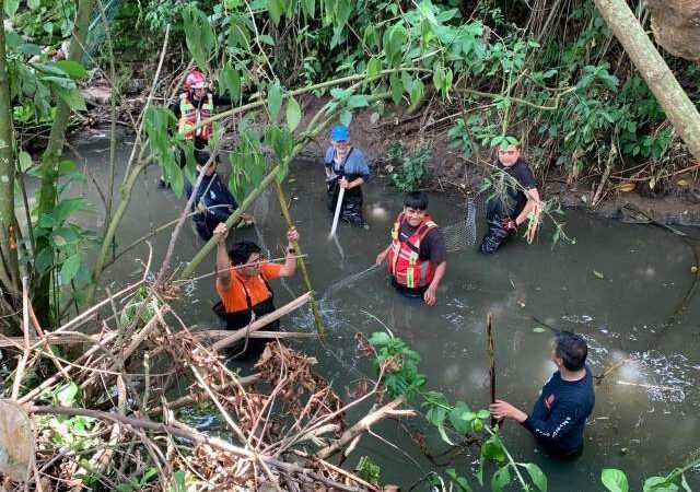 CONTINÚAN BÚSQUEDA DE COCODRILOS AVISTADOS EN SANTA LETICIA