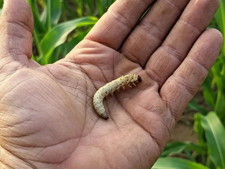 SE QUINTUPLICAN CASOS DE GUSANO BARRENADOR EN HUMANOS