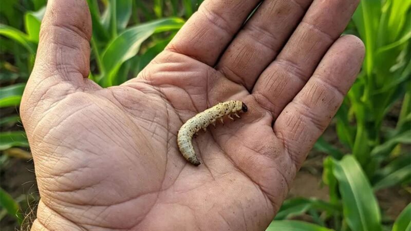 SE QUINTUPLICAN CASOS DE GUSANO BARRENADOR EN HUMANOS