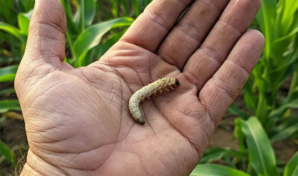 SE QUINTUPLICAN CASOS DE GUSANO BARRENADOR EN HUMANOS