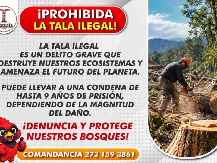 TRABAJA TOTUTLA CONTRA LA TALA ILEGAL