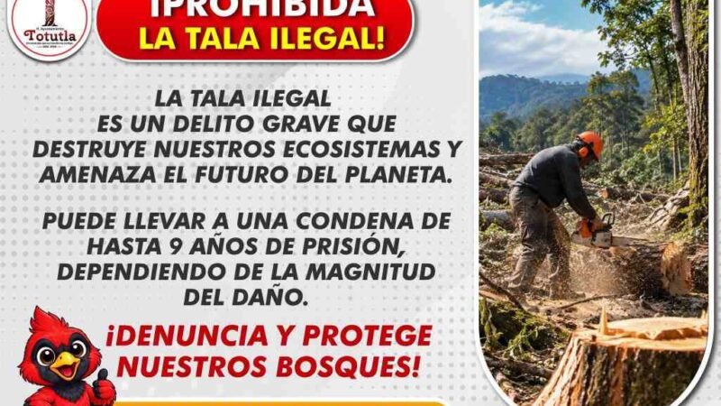 TRABAJA TOTUTLA CONTRA LA TALA ILEGAL