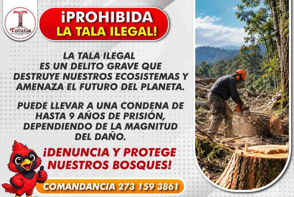 TRABAJA TOTUTLA CONTRA LA TALA ILEGAL