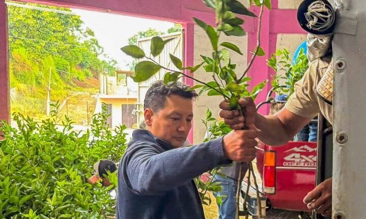 ENTREGAN ÁRBOLES DE LIMÓN A PRODUCTORES DE TOTUTLA
