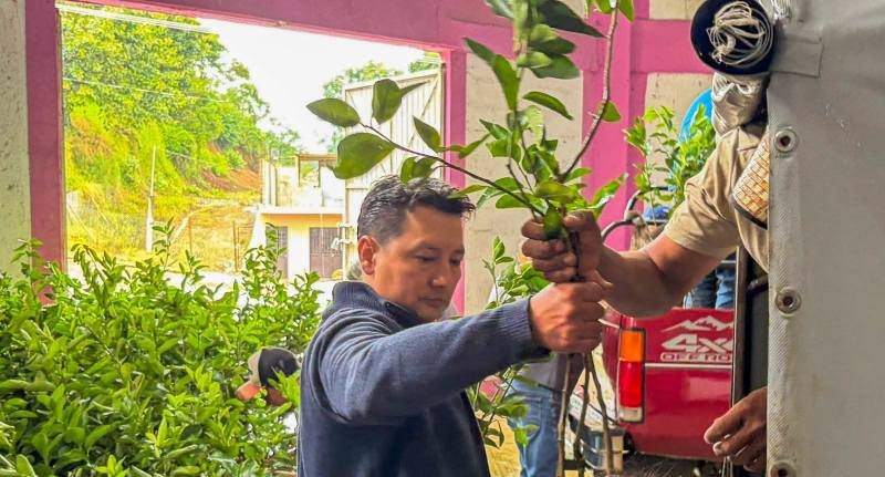 ENTREGAN ÁRBOLES DE LIMÓN A PRODUCTORES DE TOTUTLA