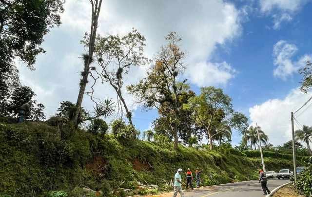 REALIZAN PODA DE ÁRBOLES COMO MEDIDA DE PREVENCIÓN DE RIESGOS