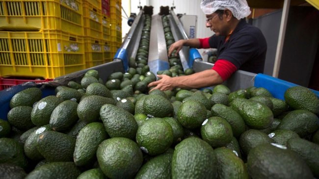 MÉXICO ACUERDA MEDIDAS EN SEGURIDAD Y SANIDAD PARA FORTALECER LA INDUSTRIA DEL AGUACATE