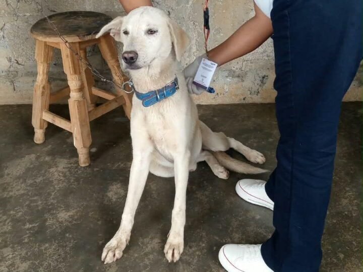 REALIZAN JORNADA CONTRA PULGAS Y GARRAPATAS