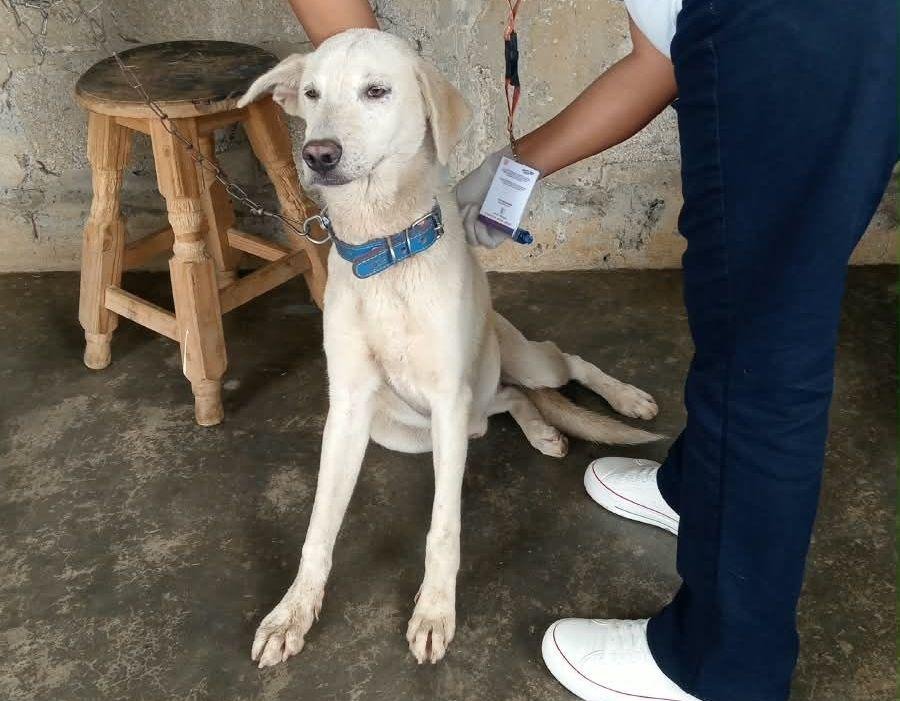 REALIZAN JORNADA CONTRA PULGAS Y GARRAPATAS