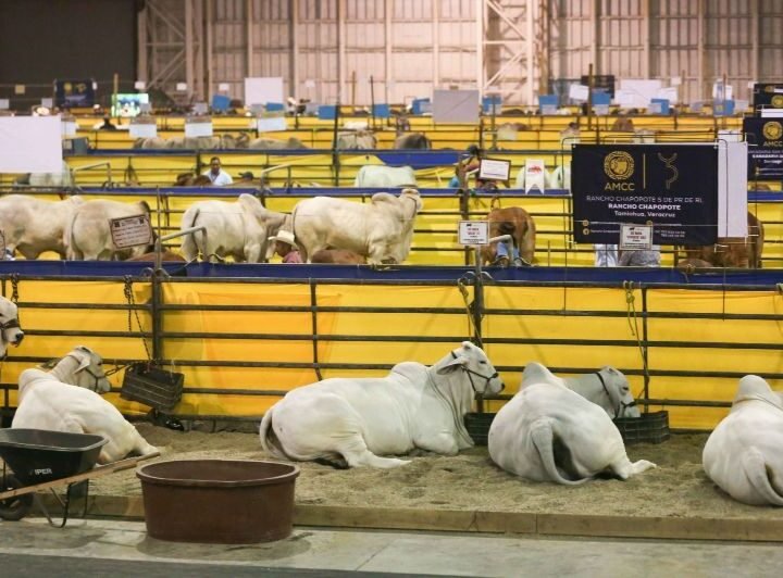 MÉXICO INTERRUMPE LA EXPORTACIÓN DE GANADO DESDE SONORA A EU POR POSIBLE CASO DE FIEBRE AFTOSA