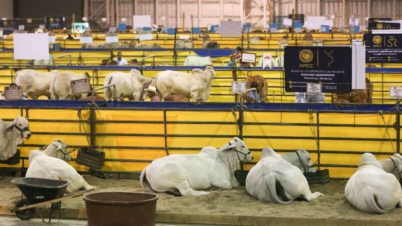 MÉXICO INTERRUMPE LA EXPORTACIÓN DE GANADO DESDE SONORA A EU POR POSIBLE CASO DE FIEBRE AFTOSA