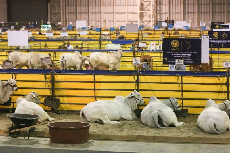 MÉXICO INTERRUMPE LA EXPORTACIÓN DE GANADO DESDE SONORA A EU POR POSIBLE CASO DE FIEBRE AFTOSA