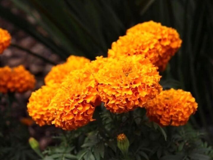 MÁS DE 2 MIL FLORES DE CEMPASÚCHIL ADORNAN ORIZABA POR DÍA DE MUERTOS