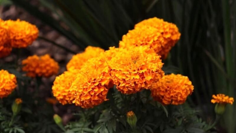 MÁS DE 2 MIL FLORES DE CEMPASÚCHIL ADORNAN ORIZABA POR DÍA DE MUERTOS