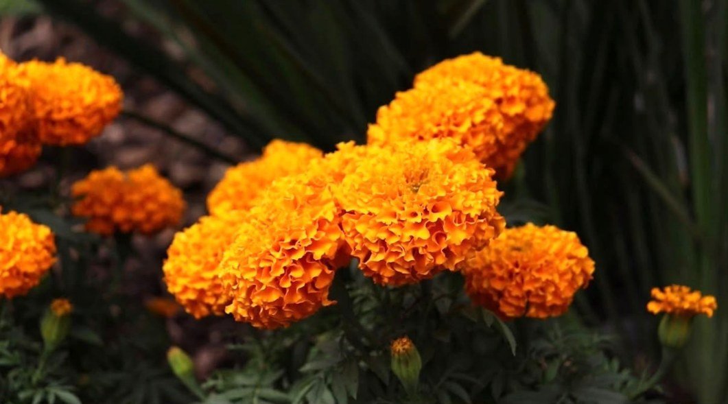MÁS DE 2 MIL FLORES DE CEMPASÚCHIL ADORNAN ORIZABA POR DÍA DE MUERTOS