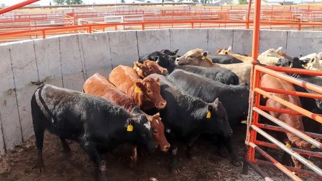 MÉXICO REANUDA EXPORTACIÓN DE GANADO EN PIE A EU DESDE CHIHUAHUA