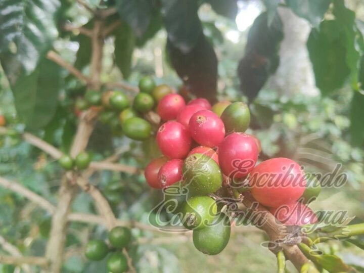 PAGAN 8 PESOS KILOGRAMO DE CEREZA EN ARRANQUE DE COSECHA 2026