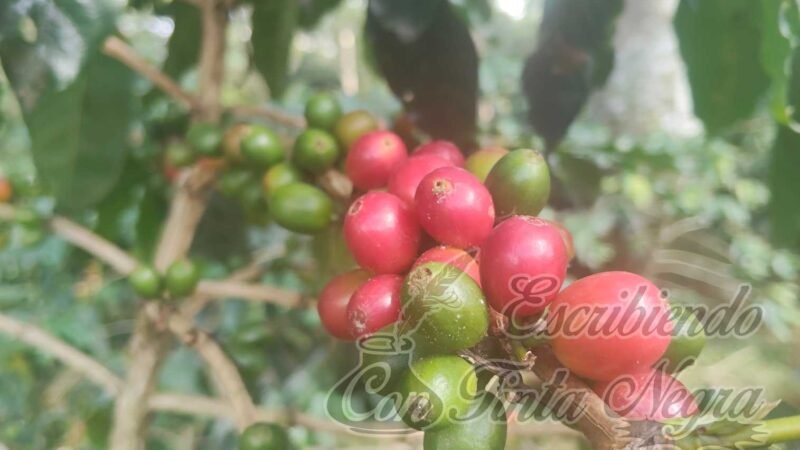 PAGAN 8 PESOS KILOGRAMO DE CEREZA EN ARRANQUE DE COSECHA 2026