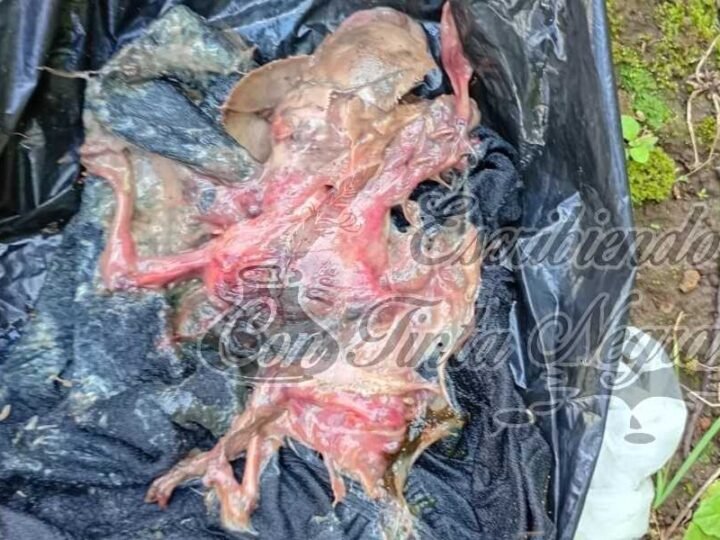 ENCUENTRAN FETO EN PANTEÓN DE HUATUSCO