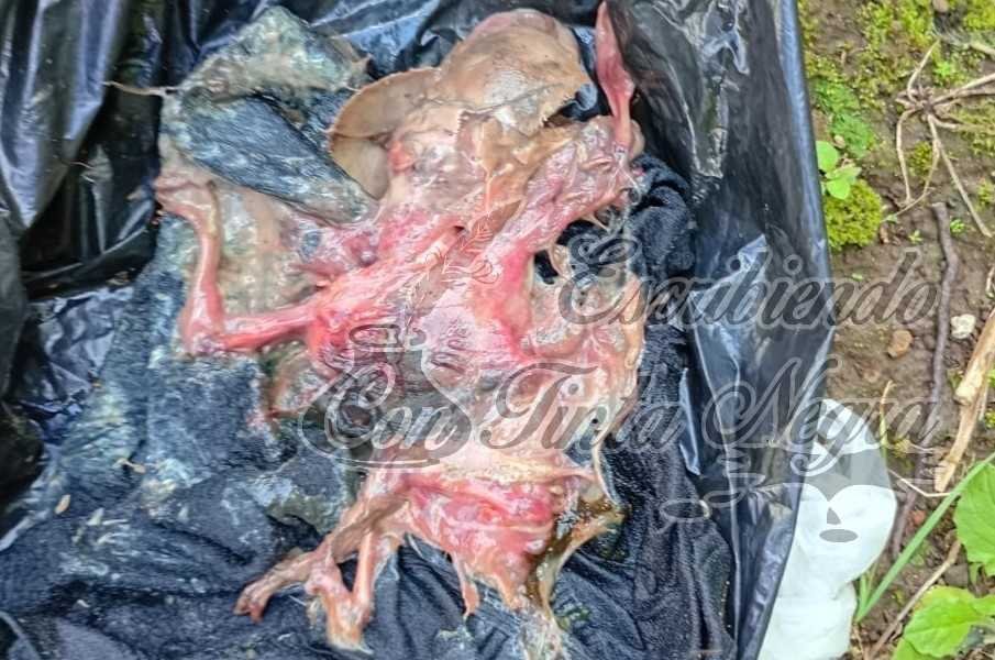 ENCUENTRAN FETO EN PANTEÓN DE HUATUSCO