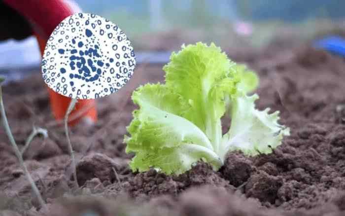 INVESTIGACIONES NO LOGRAN VINCULAR PRODUCTOS MEXICANOS CON BROTES DE SALMONELLA Y CYCLOSPORA